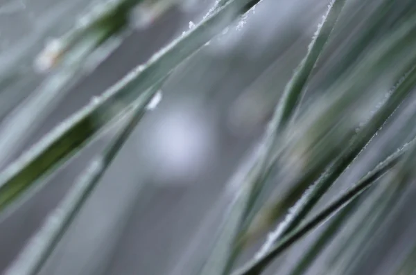 Nature Abstract: Blurred and Multicolored Pine Needles of Winter — Stock Photo, Image