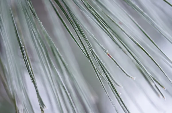 Nature Abstract : Aiguilles de pin floues et multicolores de l'hiver — Photo