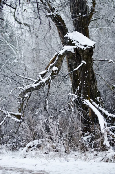 Fresh White Snow Resting on the Old Winter Tree — Stock Photo, Image