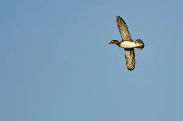 Kvinnliga trä anka flyger i en blå himmel — Stockfoto