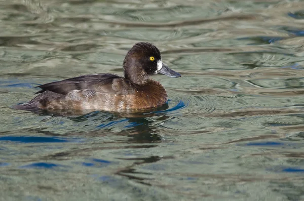 Vrouwelijke toppereend eend zwemmen in het nog steeds vijver water — Stockfoto