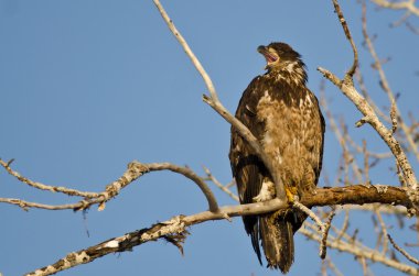 Genç kel kartal arama yüksek bir kısır ağacında