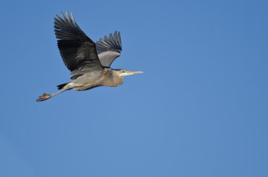 Büyük Mavi Balıkçıl Mavi Gökte Uçuyor