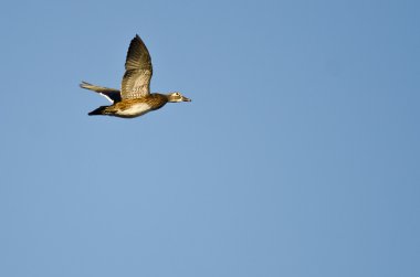 kadın ahşap mavi gökyüzünde uçan ördek
