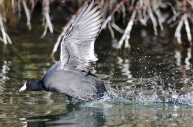 Saldırı hakkında Amerikan Sakarmeke
