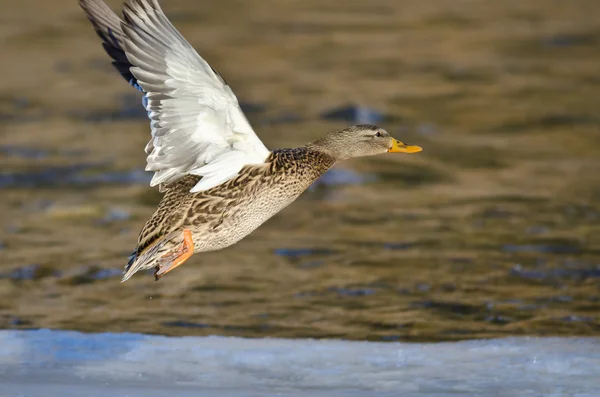 Mallard pato volando sobre el congelado río de invierno — Foto de Stock