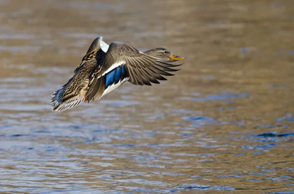 Mallard Duck Landing sul fiume Inverno — Foto Stock