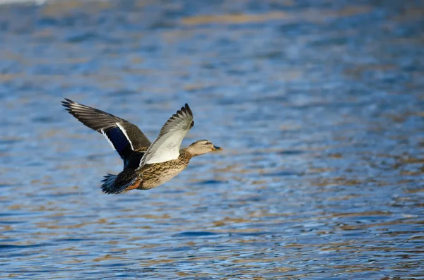 Mallard Duck Flying Low Over the Blue Water — Stock Photo, Image