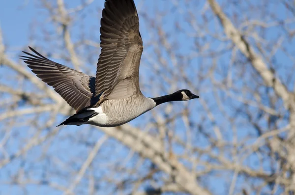 Kanadagans fliegen an den Winterbäumen vorbei — Stockfoto