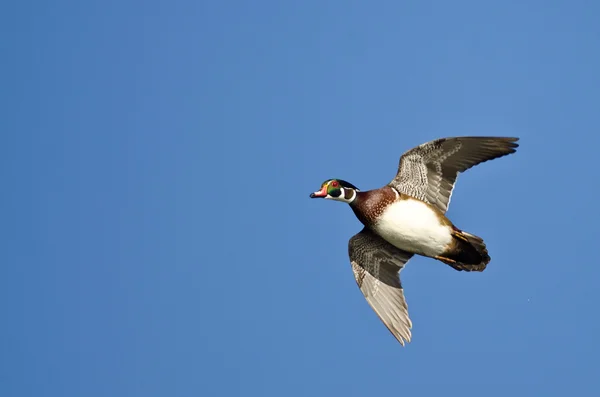 Canard en bois mâle volant dans un ciel bleu — Photo