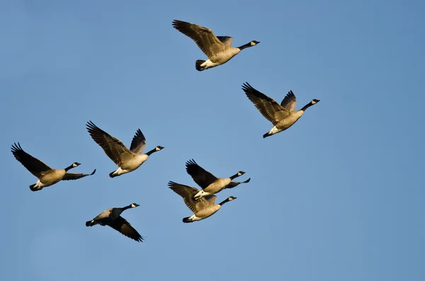 Flock of Canada Gäss som flyger i en blå himmel — Stockfoto