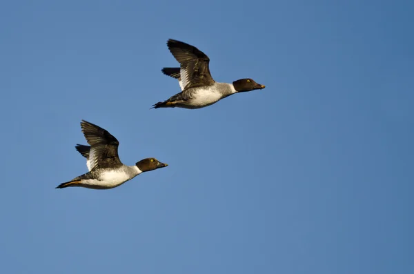 Två gemensamma goldeneye ankor flyger i en blå himmel — Stockfoto