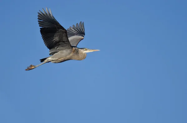 Great Blue Heron Flying in a Blue Sky — Stock Photo, Image