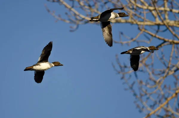 Drie gemeenschappelijke Goldeneye eenden vliegen voorbij een Winter Tree — Stockfoto