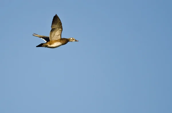 Canard en bois femelle volant dans un ciel bleu — Photo