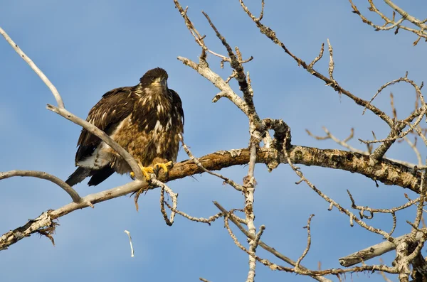 年轻的秃头鹰大便从高空中一棵树 — 图库照片