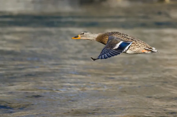 Gräsand flyger lågt över floden — Stockfoto