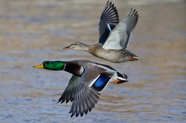 Ζευγάρι πάπιες Mallard πετώντας χαμηλά πάνω από τον ποταμό — Φωτογραφία Αρχείου