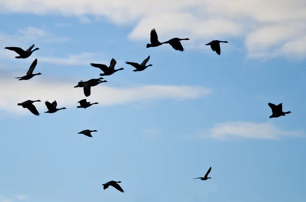 Flock gäss silhuett i molnig himmel — Stockfoto