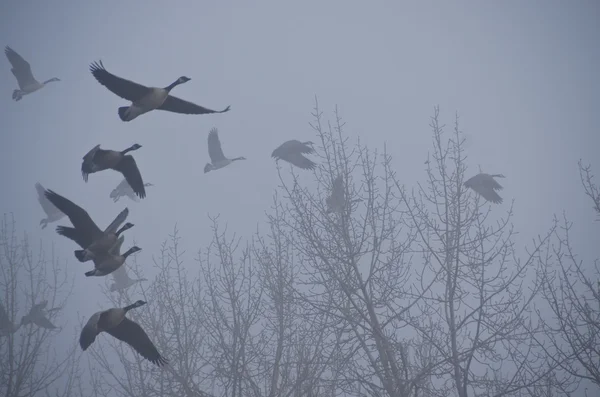 Gänseschwärme flüchten im stillen Nebel des Morgens — Stockfoto