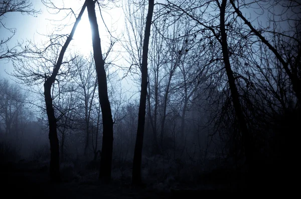 Ombres d'humeur dans la forêt sombre brumeuse — Photo