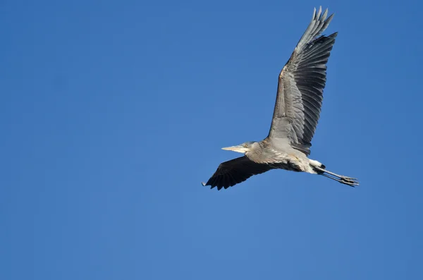 Большая голубая цапля летит в чистом небе — стоковое фото
