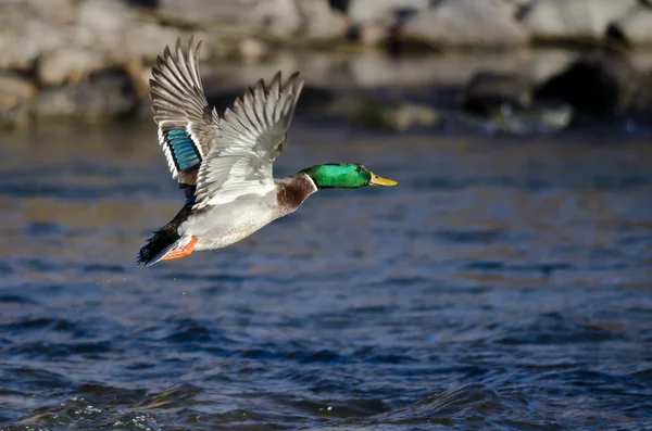 Canard colvert volant bas au-dessus de la rivière — Photo