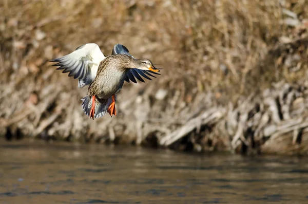 Mallard Duck In arrivo per uno sbarco sul fiume — Foto Stock