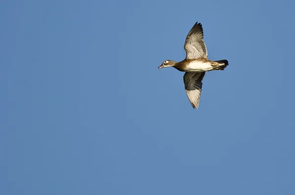 Kvinne-Wood Duck flyr i en blå himmel – stockfoto