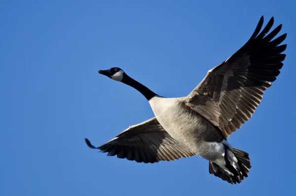 Il canada oca volare in un cielo blu — Foto Stock