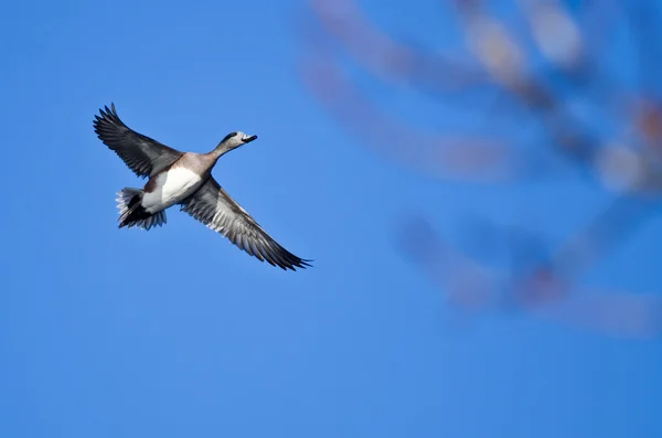 Amerikanische Witwe fliegt in blauem Himmel — Stockfoto