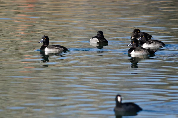 Patos con cuello anular Descansando en las aguas del estanque inmóvil — Foto de Stock