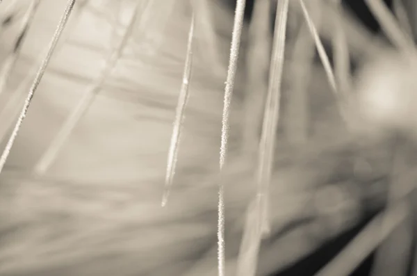 Natura astratta: aghi di pino sfocati dell'inverno — Foto Stock