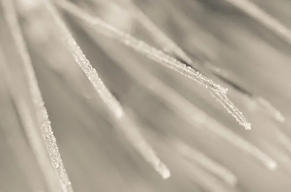 自然摘要: 冬季松针模糊 — 图库照片