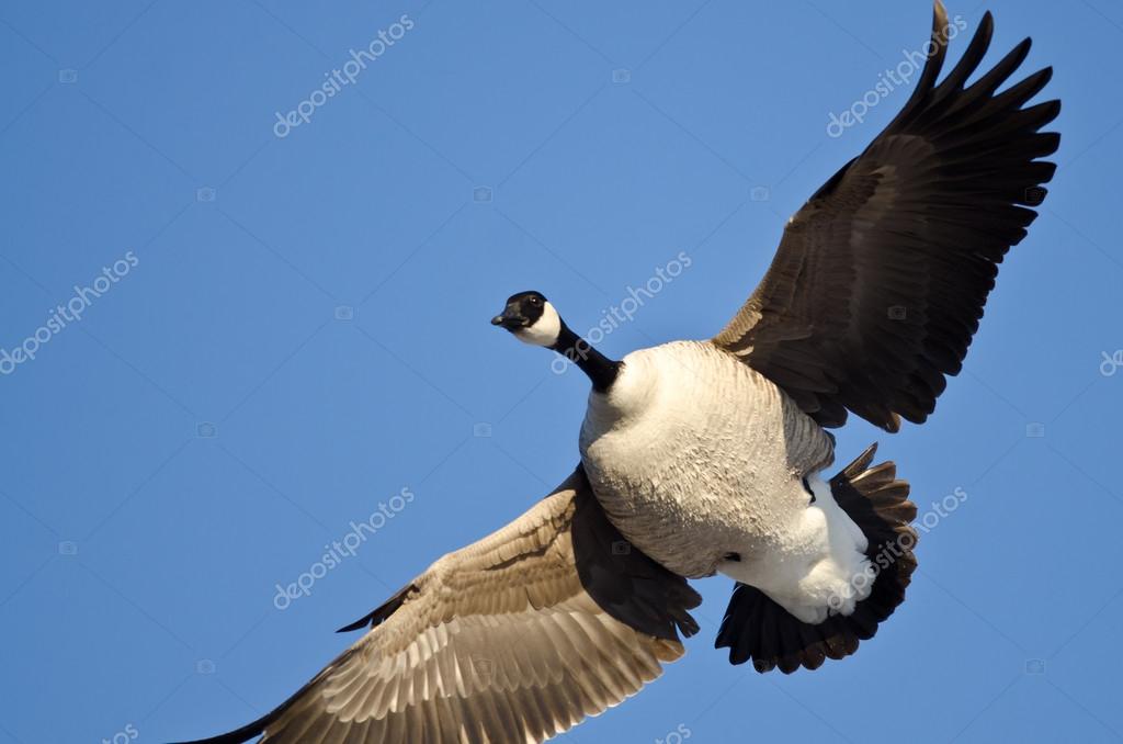 canada goose 2016 BLU canada goose 2016 BLU