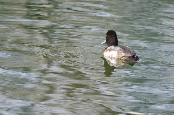 Mâle Fuligule nageant dans l'étang vert — Photo