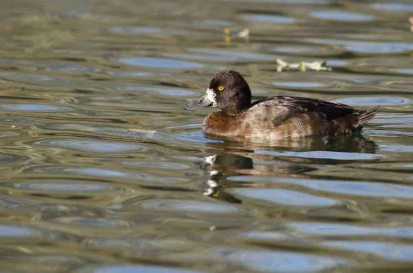 Gemeinsamer Merganser fliegt über den zugefrorenen Winterfluss — Stockfoto