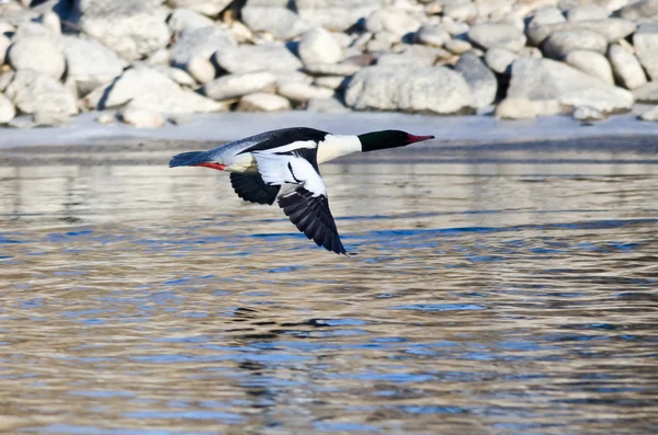 Gemensamma Merganser flyger över floden frusna vintern — Stockfoto