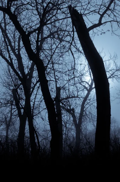 Sombras de humor en el oscuro bosque brumoso — Foto de Stock