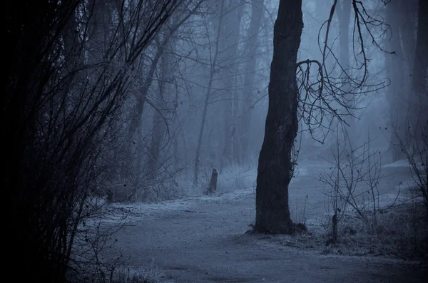 Sombras de humor a lo largo del camino en el oscuro bosque brumoso — Foto de Stock