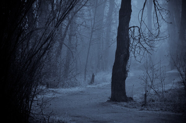 Mood Shadows Along the Path in the Dark Misty Forest
