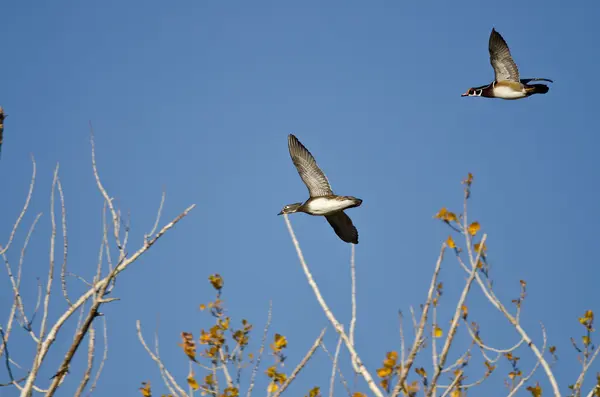 Entenpaar fliegt tief über die Feuchtgebiete — Stockfoto