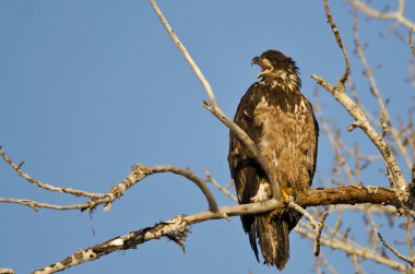Genç kel kartal arama yüksek bir kısır ağacında