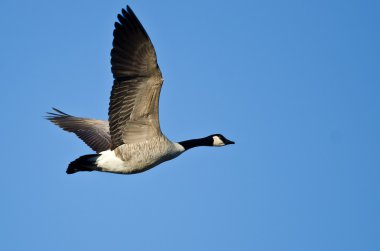 Kanada Kuğusu Mavi Gökte Uçuyor