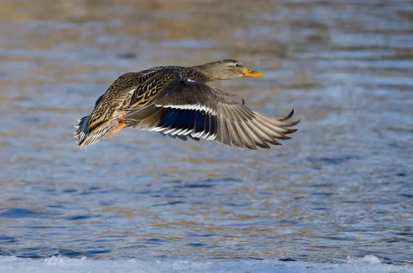 Canard colvert survolant la rivière Frozen Winter — Photo