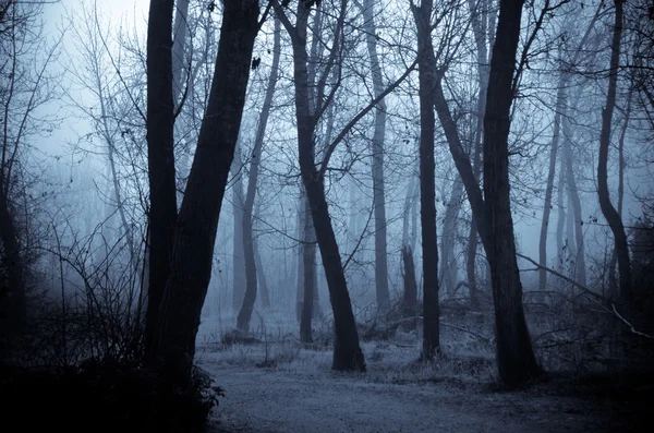 Humørskygger i den mørke, tåkete skogen. – stockfoto