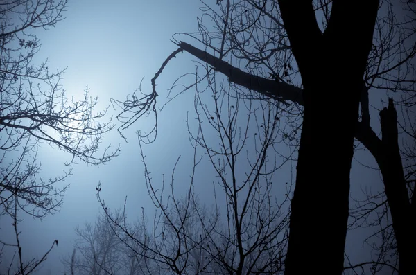 Sombras de humor na floresta nebulosa escura — Fotografia de Stock