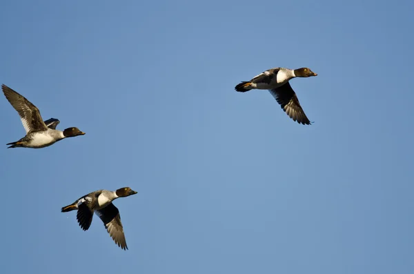 Tre gemensamma Goldeneye ankor flyger i en blå himmel — Stockfoto