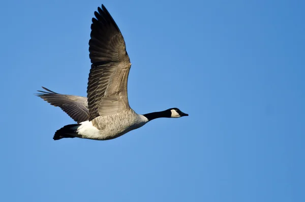 Ganso de Canadá volando en un cielo azul — Foto de Stock