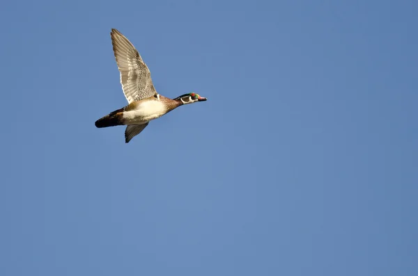 Lone hout Duck vliegen in een blauwe hemel — Stockfoto